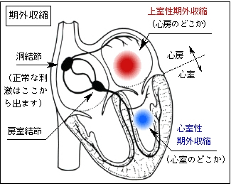 心臓 一瞬 ドクン